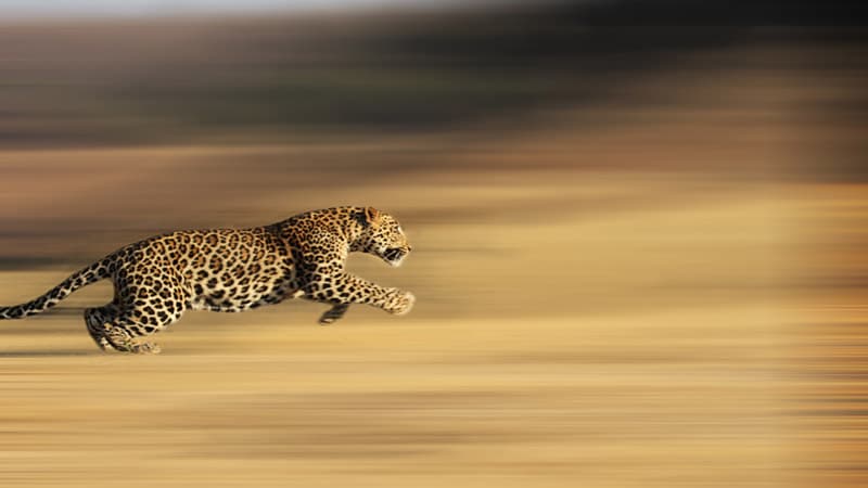 leopard running