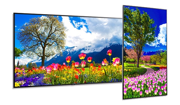 Sharp Large M Series Commercial Displays